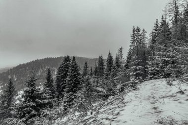 Kış dağı manzarası. Dağlardaki kış yolu. Dağların zirveleri karla kaplıydı. Kış dağı. Karpatyalı, Ukraynalı.
