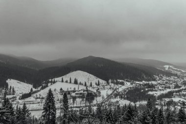 Karpatlar kışın çam ağaçları ve karla kaplı