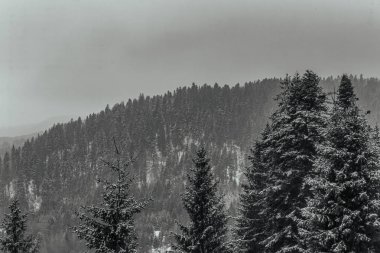 dağ ormanında kış