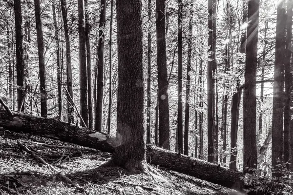 Ormandaki ağaç gövdesi, siyah beyaz fotoğraf.