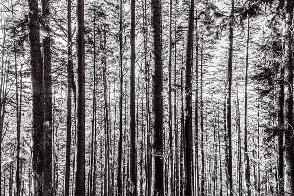 Çam ormanları ve kışın ağaçlar