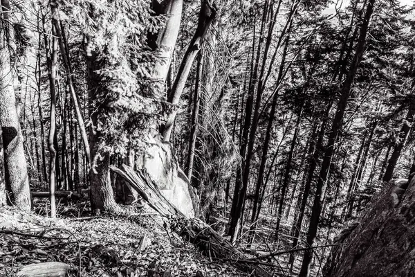 Dağlardaki ormandaki ağaç gövdesinin siyah beyaz fotoğrafı.