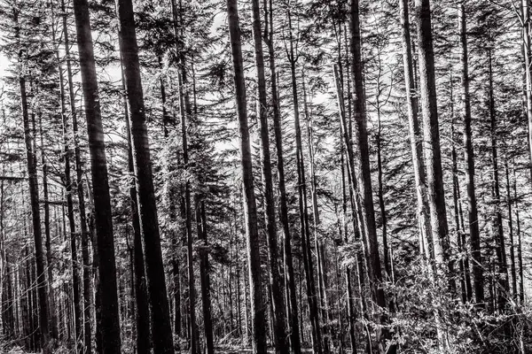 Sonbaharda çam ağacı ormanının siyah beyaz fotoğrafı