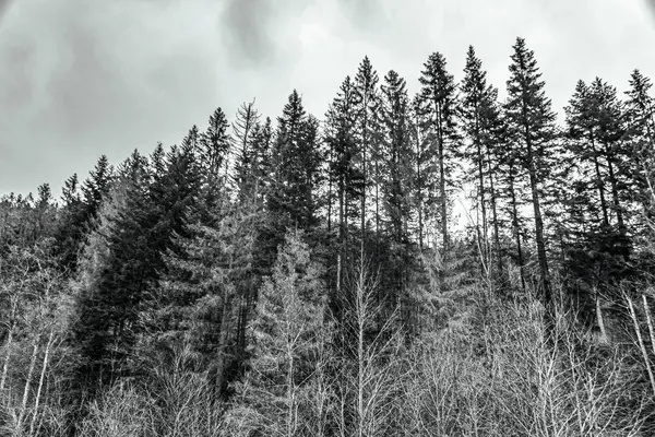 Çam ormanının siyah beyaz fotoğrafı