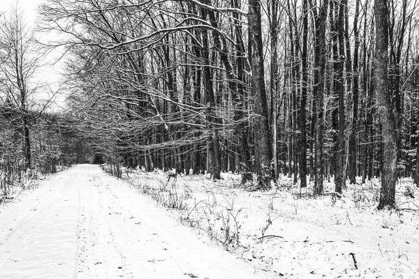 Kış yolda kar ile orman