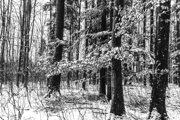 Ormanda karla kaplı ağaçlar. Kış manzarası.