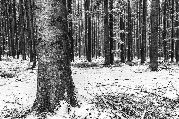 Ormandaki çam ağacının siyah beyaz fotoğrafı.