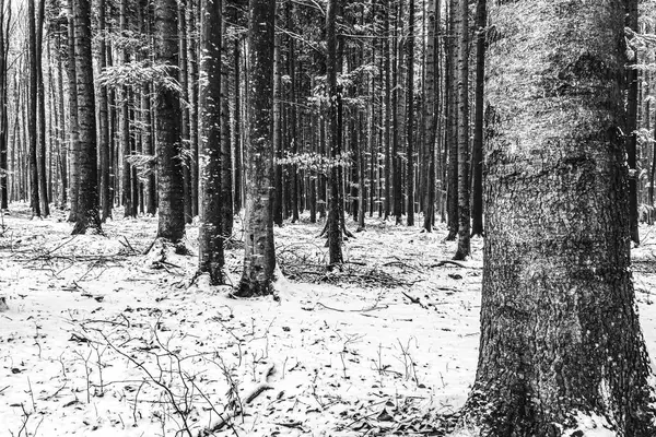 Siyah beyaz çam ağacı.