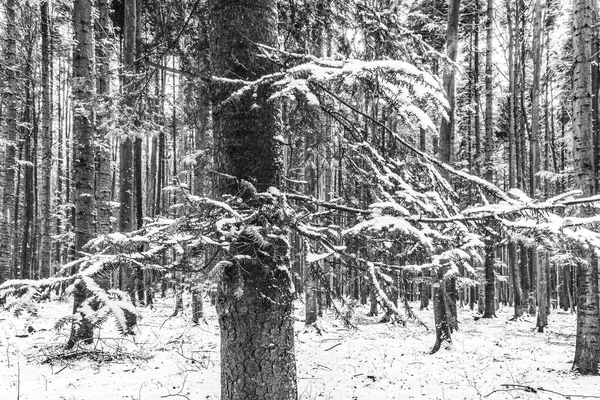 Kışın karla kaplı çam ağacının siyah beyaz fotoğrafı.