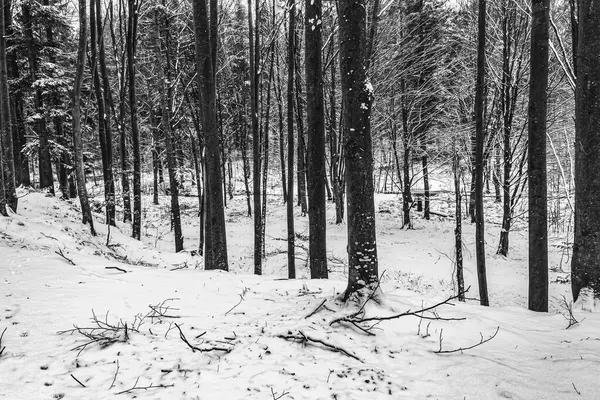 Karla kaplı ağaçlarla kaplı kış manzarası