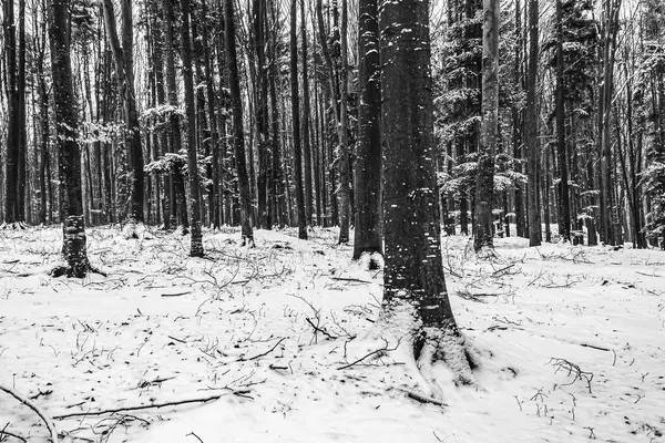 Ormanda çam ağaçları olan kış manzarası