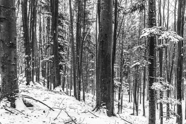 Kış ormanı karla kaplı. Karla kaplı ağaçlarla kaplı Noel manzarası.