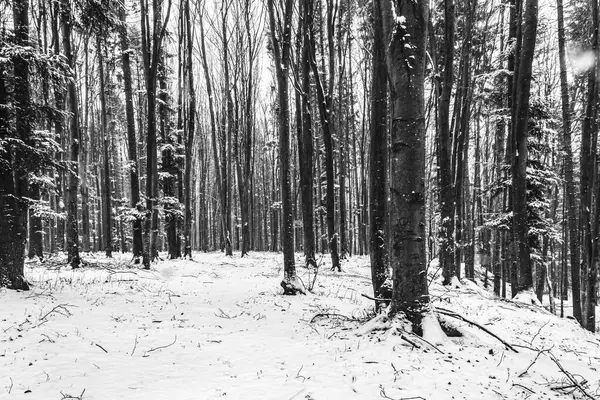 Karlı kış ormanı