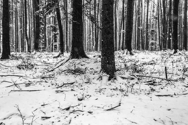 Çam ağaçlarıyla kaplı kış manzarası
