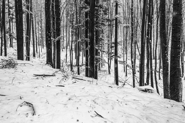 Karlı orman ve ağaçlarla kaplı kış manzarası