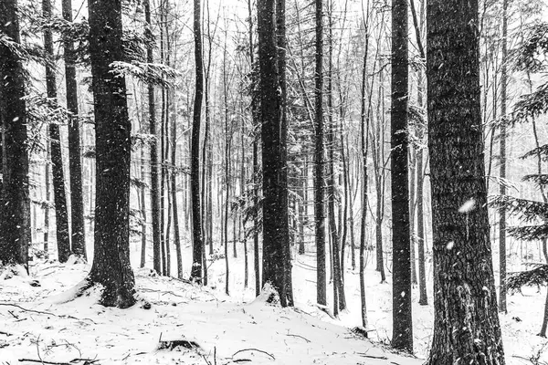 Karla kaplı ağaçlarla kaplı kış manzarası.