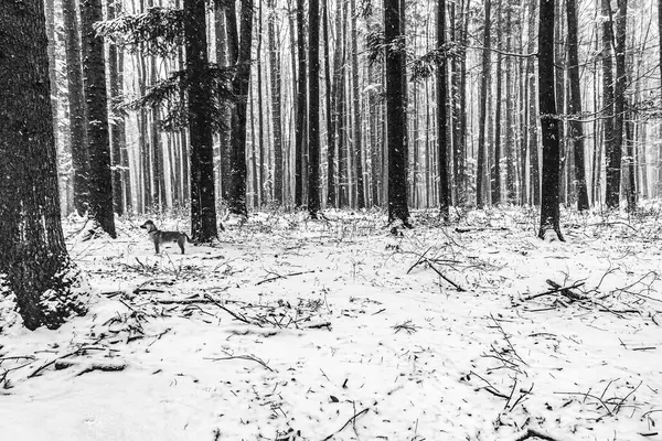 Karla kaplı ormanlı güzel kış manzarası