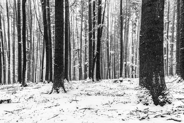 Çam ağaçları karla kaplı güzel kış manzarası