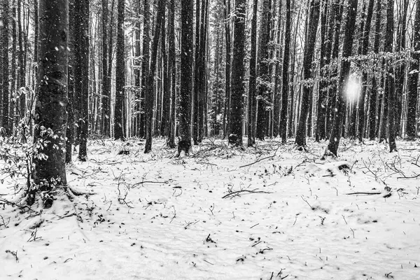 Karlı ve ağaçlı kış ormanı.