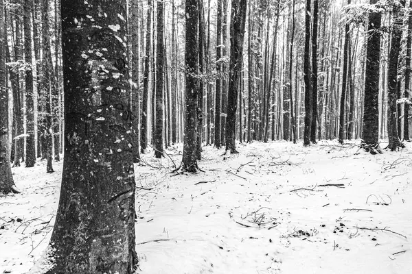 Kış ormanı karla kaplı. Noel arkaplanı.