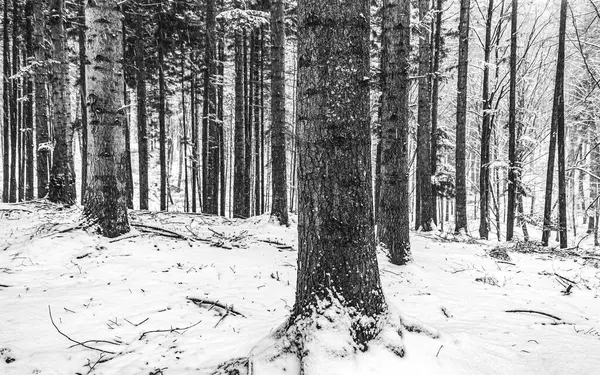 Karla kaplı ağaçları olan güzel bir orman.