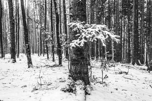 Ormandaki bir çam ağacının siyah beyaz fotoğrafı.