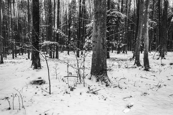 Ormanda kış manzarası.