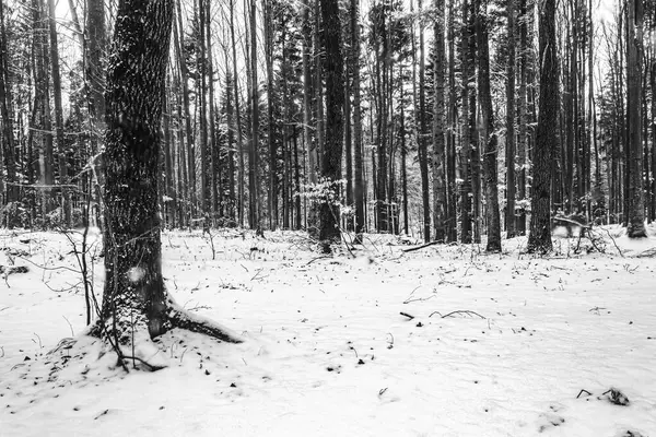 Kış ormanı manzarası, karla kaplı ağaçlar.