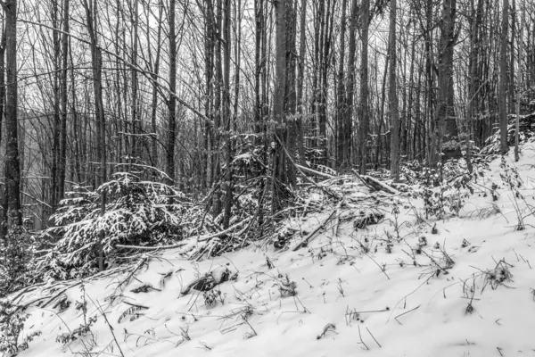 Ormanın kış manzarası karla kaplıydı.