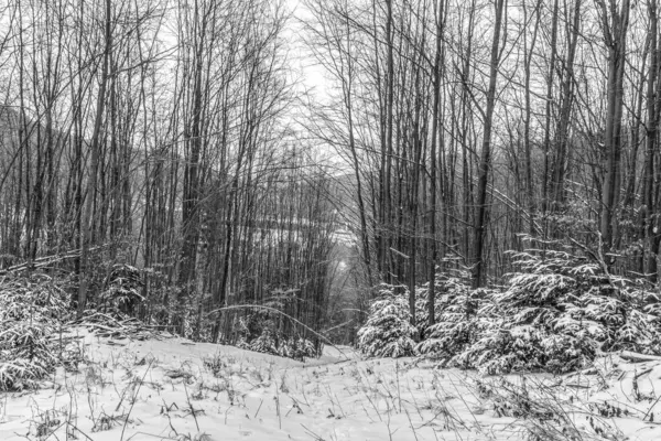 Karlı bir kış ormanının dikey görüntüsü