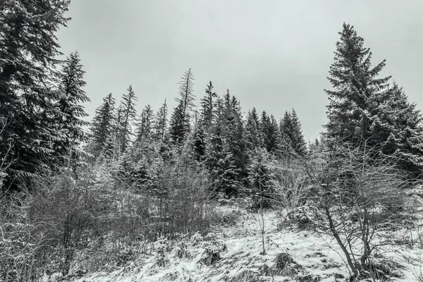 Karla kaplı ağaçlarla kaplı güzel kış manzarası