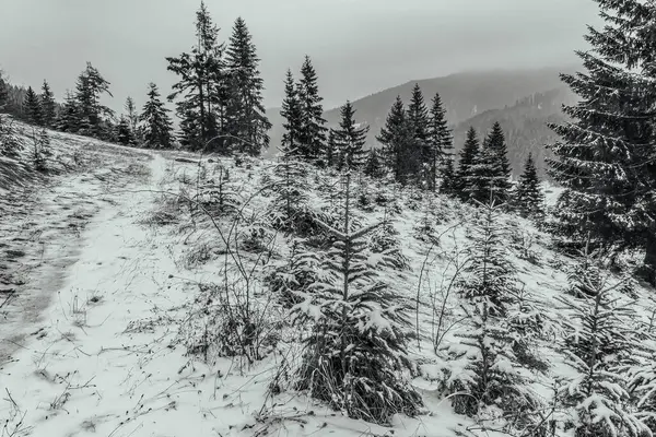 Kar ve ağaçlarla kaplı kış manzarası