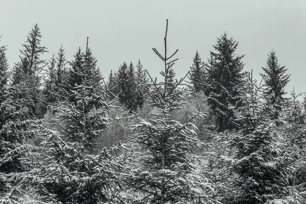 Kar - kışın karla kaplı ladin ormanı