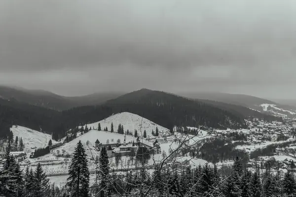 Karpatlar kışın çam ağaçları ve karla kaplı