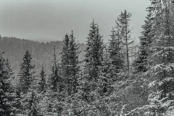 Dağlarda kış. Karpat Dağları