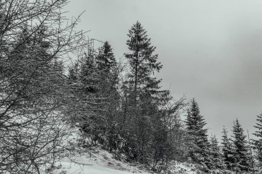 Karla kaplı ağaçlarla kaplı kış manzarası