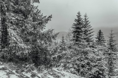 Kar köknar ağaçları kış orman kaplı