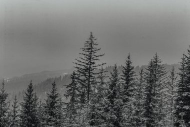siyah ve beyaz kar - köknar ağaçları