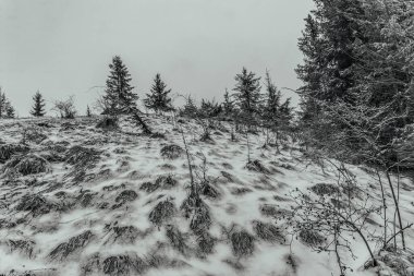 Karla kaplı ağaçlarla kaplı ormanda kış.