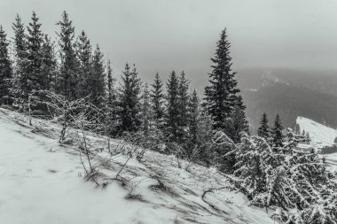 Karla kaplı ağaçlarla kaplı güzel kış manzarası