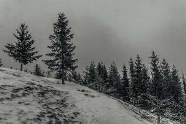 Karla kaplı ağaçlarla kaplı kış manzarası