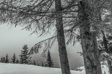 Dağlarda bir ağacı olan güzel bir manzara.