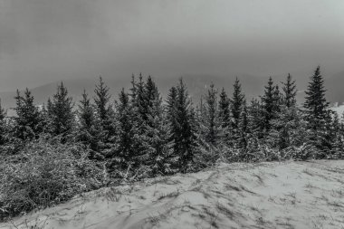 Ormanda karla kaplı ağaçlar