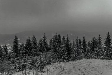 Karpat Dağları 'ndaki siyah ve beyaz kış manzaraları.