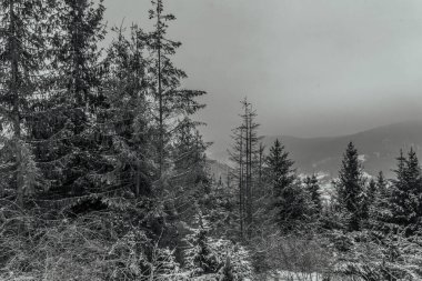 Dağlarda karlı kış manzarası