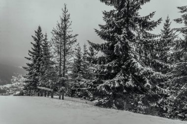 Karla kaplı ağaçlarla kaplı güzel kış manzarası.