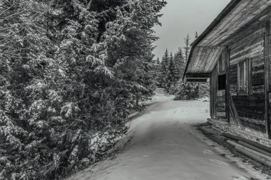 Ormanda terk edilmiş eski ahşap bir ev.