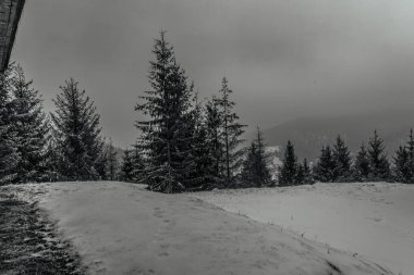 Ormandaki siste karlı dağlar