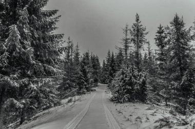 siyah beyaz kış manzarası.