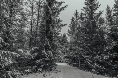 Kışın güzel karlı orman. seyahat ve turizm kavramı.